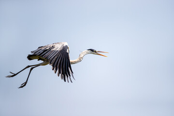 Cocoi heron in flight in Pantanal wetlands, Brazil