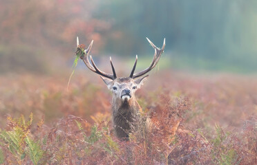Portrait of majestic red deer stag with large antlers standing in a misty autumn forest