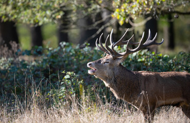 Red deer stag calling during the rut in autumn