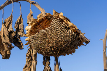 Dried Sunflower Seed Field at Harvest Season Under Clear Sky