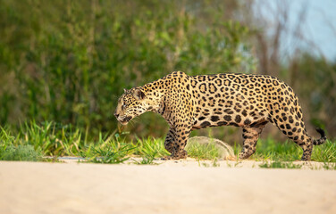 Jaguar walking on a riverbank in the Pantanal, Brazil