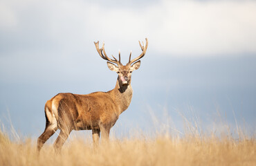 Close-up of a young red deer stag with its tongue out
