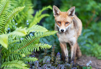 Portrait of a cute red fox standing calmly in a garden with ferns and blooming flowers
