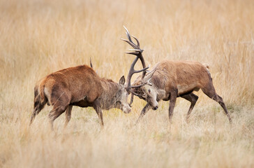 Two red deer stags fighting during rut in autumn