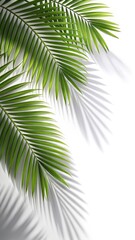 Obraz premium Palm leaves with realistic shadow overlay on white background