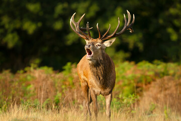 Portrait of a red deer stag calling during the rut in autumn