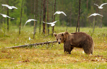 Young Eurasian brown bear standing in the forest