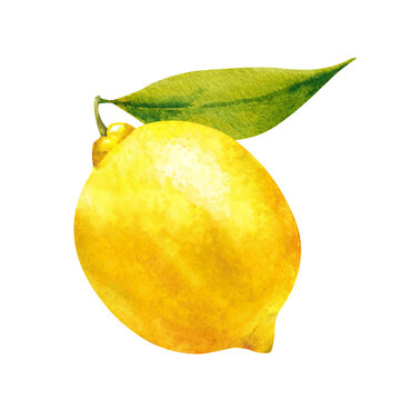 Ripe fresh juicy lemon fruit with green leaf hand drawn watercolor illustration isolated on white. Fruit citrus yellow object for food, harvest, garden design, packaging, menu, restaurant, grocery