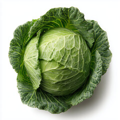 Fototapeta premium Fresh Green Cabbage Head on White background