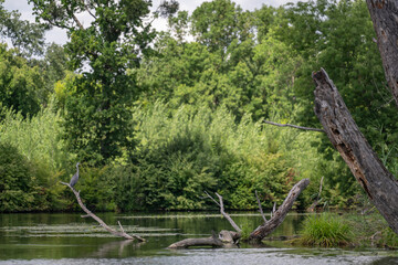 Fototapeta premium A grey heron standing on a branch above the pond surface.