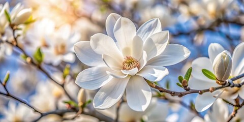 Fototapeta premium Close-up photograph of a stunning white magnolia flower