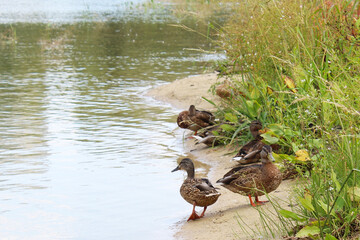 ducks on the pond and in the grass