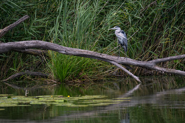 A grey heron standing on a branch above the pond surface.