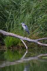 A grey heron standing on a branch above the pond surface.