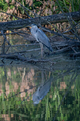 A grey heron standing on a branch above the pond surface.