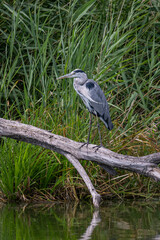 A grey heron standing on a branch above the pond surface.
