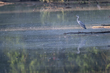 A grey heron standing on a branch above the pond surface.