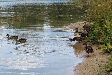 ducks on the river, duck in the water, duck swimming in the lake