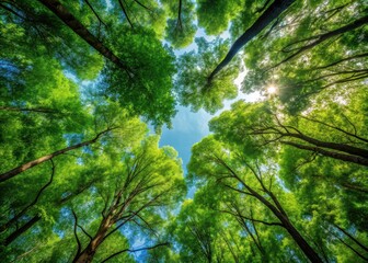 Obraz premium forest canopy with diverse tree species