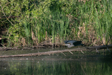 A grey heron flying above the water surface.
