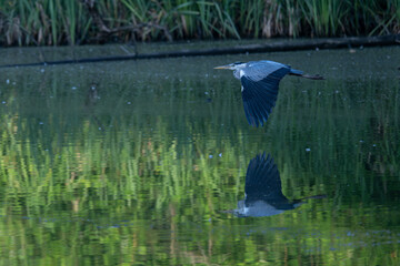 A grey heron flying above the water surface.
