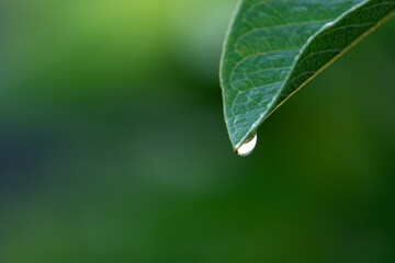 A single clear water drop is about to fall from a green leaf tip. A pure and fragile moment in nature