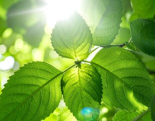 初夏の光を浴びて輝く、生命の象徴の葉
