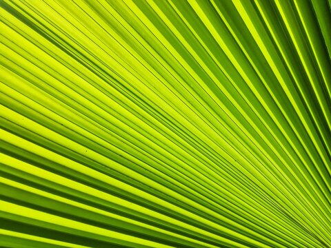 hdr, Green neon of a leaves livistona chinensis with wave shape texture to backdrop, background or wallpaper texture 