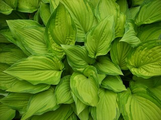 Hosta Guacamole in the garden after the rain