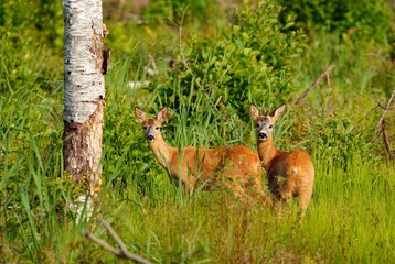 Two roe deer in summer grass near birch tree