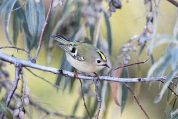 An adult male The goldcrest (Regulus regulus) sits in a bush of narrow-leaved oleaster