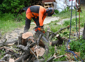 Arborist with chainsaw cutting large tree trunk