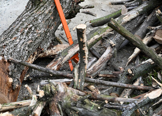 Wood cutting process shows freshly cut logs and branches scattered on the ground at a forest location during daytime