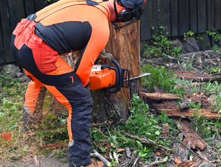 Arborist with chainsaw cutting large tree trunk