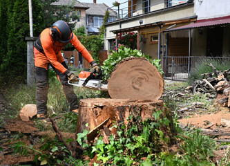 Arborist with chainsaw cutting large tree trunk