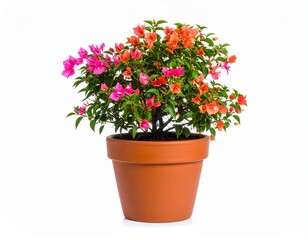 Naklejka premium A well-shaped bougainvillea shrub in a clay pot, showcasing bright clusters of pink and orange bracts