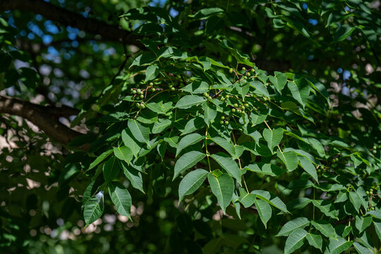 Green fruits with leaves of the Amur cork tree (Phellodendron amurense).
