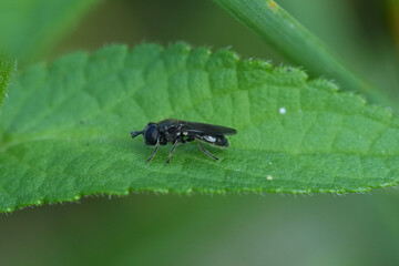 Closeup on a small blackish-bronze hoverfly , Pipizella viduata on a green leaf