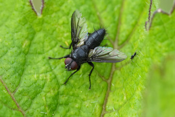 Closeup on the small Dark-winged Flesh Fly  Nyctia halterata with open wings on a green leaf