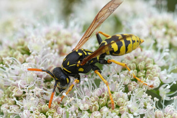 Closeup on a French paperwasp, Polistes dominula on a white flower
