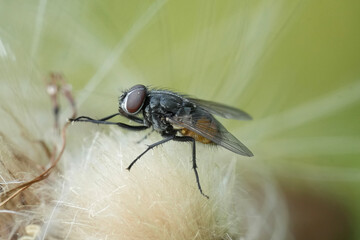 Closeup on an autumn housefly, Musca autumnalis