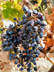 Vigne brulée par la chaleur et la sécheresse