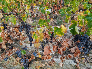 Vigne brulée par la chaleur et la sécheresse