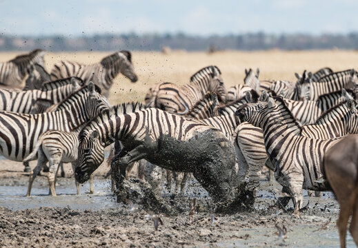 Side view of a dazzle of zebras with a Zebra stuck in the mud trying to jump out, Etosha National Park, Oshana, Namibia