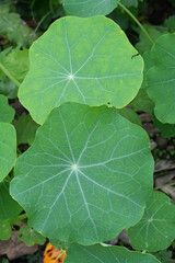 Closeup on foliage of a garden nasturtium, Indian or monk's cress, Tropaeolum majus