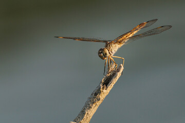 Hembra de Libélula cariñosa Brachythemis impartita posada en un palo con hermosa luz lateral del...