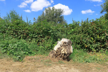 An old tree stump in a woodland landscape