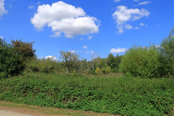 Hedgerows and trees in a woodland landscape on a beautiful summers day