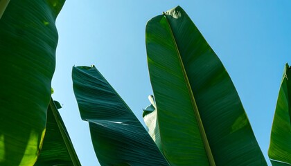 Lush banana leaves against a clear sky
