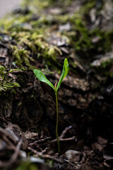 A small green sprout emerging from the forest floor, surrounded by moss and bark, symbolizing growth and new beginnings in nature.